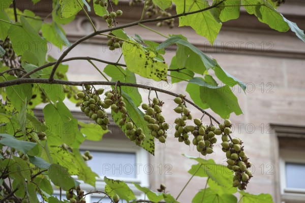 Seed capsules of the bluebell tree (Paulownia tomentosa), Franconia, Bavaria, Germany