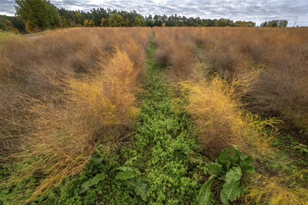 Autumn asparagus (Asparagus), Eckental, Middle Franconia, Bavaria, Germany