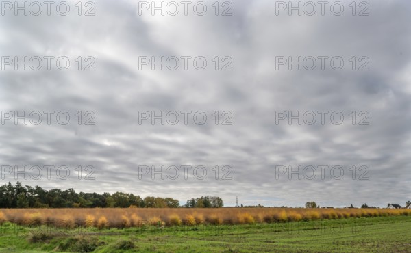 Dense cloud cover over an autumn asparagus field (Asparagus), Eckental, Middle Franconia, Bavaria, Germany