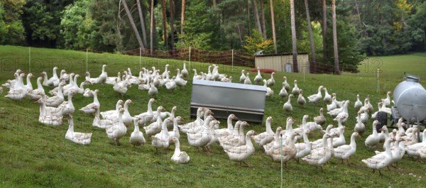 Fattening geese (Anser anser domesticus) in a meadow, Bullach, Middle Franconia, Bavaria, Germany