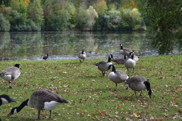 Canada geese (Branta canadensis) on a meadow by a lake, Hersbruck, Middle Franconia, Bavaria, Germany