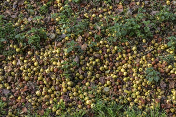 Apples (Malus) lying on the ground, fallen fruit, Franconia, Basern, Germany