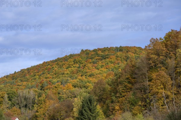 Mixed autumn forest, cloudy sky, Happurg, Middle Franconia, Bavaria, Germany