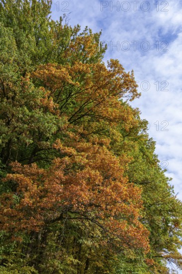 Mixed autumn forest, cloudy sky, Happurg, Middle Franconia, Bavaria, Germany