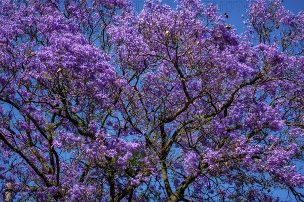 A vibrant jacaranda tree displays stunning purple flowers against a clear blue sky in Lisbon, showcasing nature's beauty in springtime