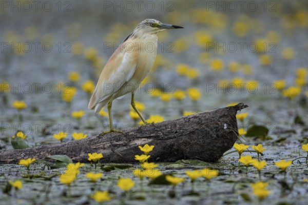Squacco Heron (Ardeola ralloides) in the fog Hungary
