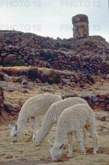 Alpacas in front of the Sillustani ruins on Lake Umayo near Puno, Andean highlands, Peru, South America, September 1997, vintage, retro, old, historic