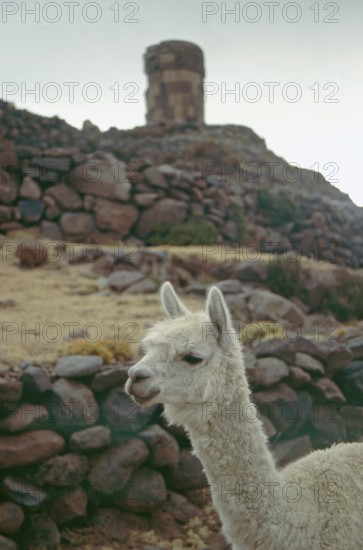 Alpaca in front of the Sillustani ruins on Lake Umayo near Puno, Andean highlands, Peru, South America, September 1997, vintage, retro, old, historic