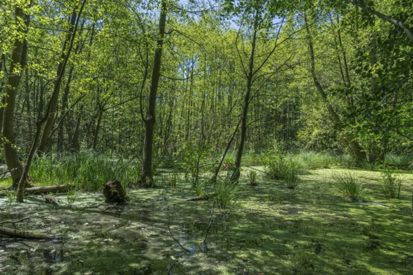 Moor and swamp landscape in the forest area near Wannsee near Berlin