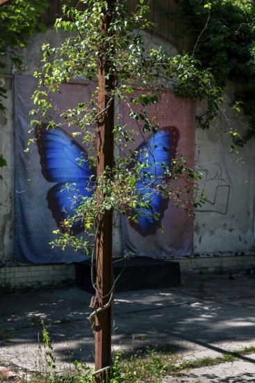 Posing background with butterfly, Lost Place, Heilstätten Beelitz, Brandenburg