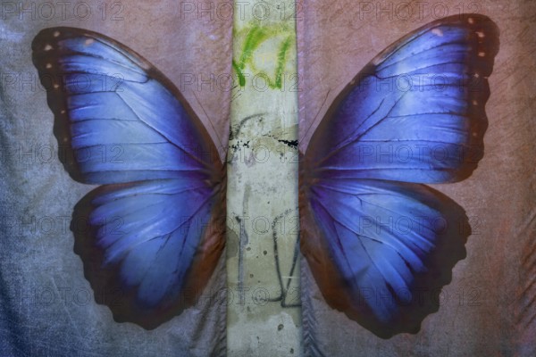 Posing background with butterfly, Lost Place, Heilstätten Beelitz, Brandenburg