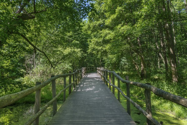 Wooden bridge on the bicycle path near Ferch, Brandenburg