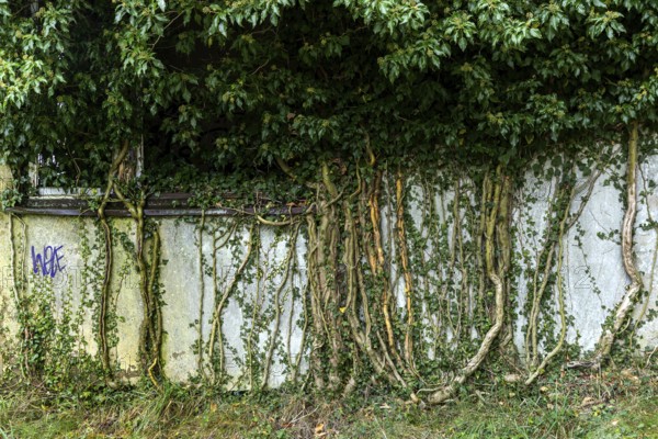 Ivy grows on old house wall, dilapidated plant of a former agricultural production cooperative of the former GDR, LPG, Lost Place, Müggenburg, Fischland-Darss-Zingst, Western Pomerania Lagoon Area National Park, Mecklenburg-Western Pomerania, Germany