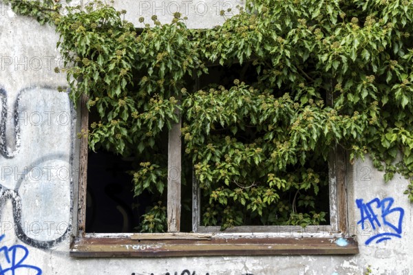Ivy grows out of an old window, dilapidated plant of a former agricultural production cooperative of the former GDR, LPG, Lost Place Müggenburg, Fischland-Darß-Zingst, Western Pomerania National Park, Mecklenburg-Western Pomerania, Germany
