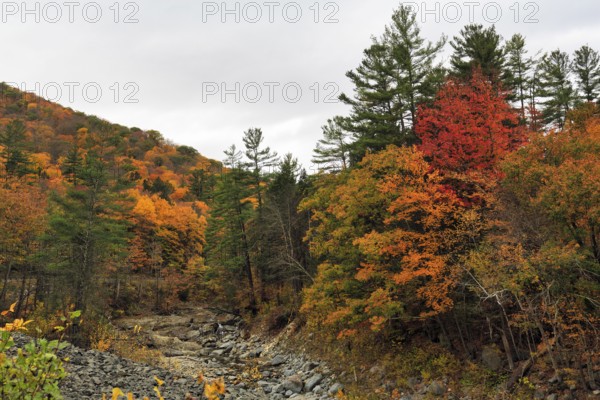 Autumn leaves, Indian summer, Mohawk Trail panoramic road, former trade route, Massachusetts, New England, USA