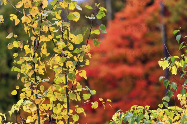 Colorful fall leaves, detail, Indian summer, Massachusetts, New England, USA