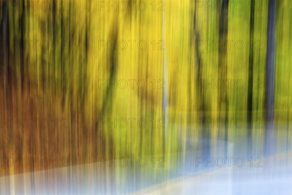 Colorful autumn leaves, tree trunks, Indian summer, smudge effect, blur, Massachusetts, New England, USA