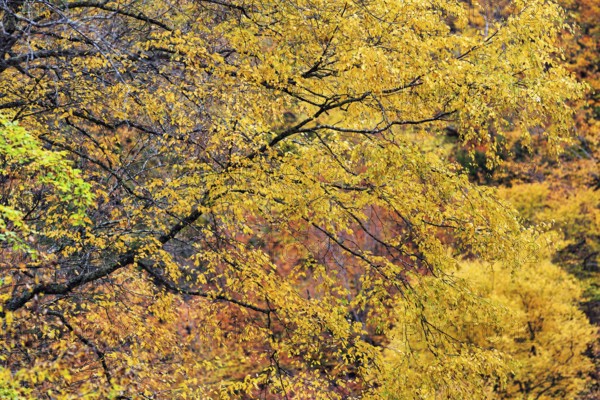 Fall Leaves, Indian Summer, Mohawk Trail Scenic Road, Massachusetts, New England, USA