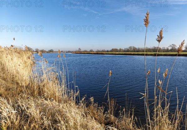 Dry reed grass on the Elbe in the Elbe floodplain near Bleckede-Heisterbusch in the Elbe River Landscape Biosphere Reserve on a clear winter day. Bleckede-Heisterbusch, Lower Saxony, Germany