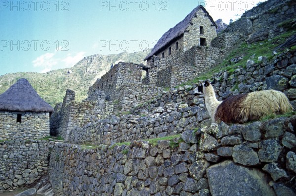 Llama, Machu Picchu, Andean highlands, Peru, South America, September 1997, vintage, retro, old, historic