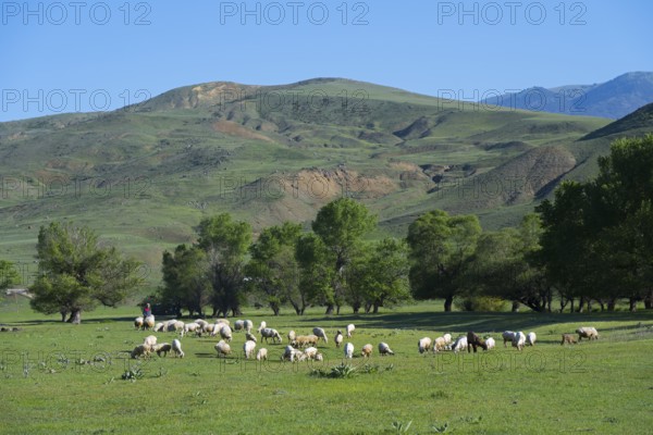 A flock of sheep grazing on a green field with hills in the background, landscape near Aspindza, Samtskhe-Javakheti region, Samtskhe-Javakheti, Georgia
