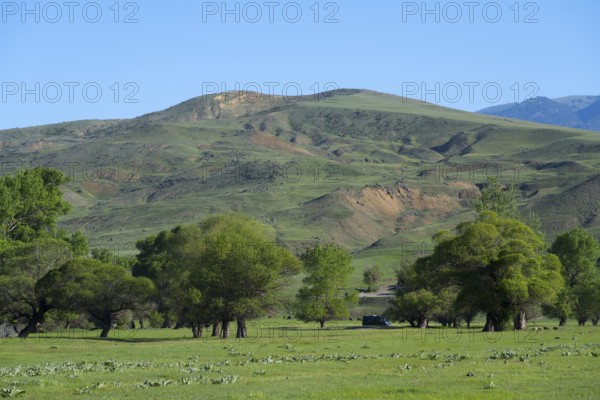 Green hills and trees on a quiet, sunny valley, landscape near Aspindza, Samtskhe-Javakheti region, Samtskhe-Javakheti, Georgia