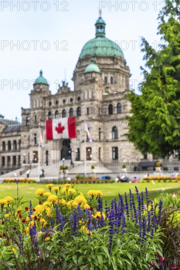 Colorful flowers blooming in the foreground with the parliament buildings and canadian flag in the background during summer in victoria, british columbia