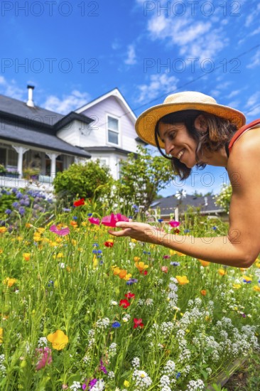 Woman wearing a straw hat is bending over a vibrant wildflower garden in chemainus, vancouver island, gently touching a pink poppy under a bright blue summer sky