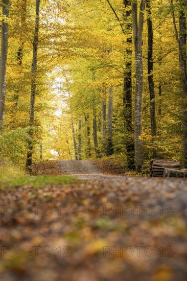 Autumn forest trail surrounded by colorful leaves and tall trees, VW ID4 electric car, Deer Carsharing, Calw, Germany