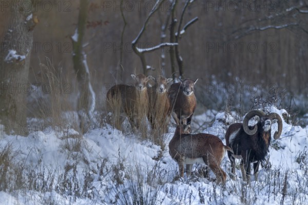 The mouflon ram (Ovis gmelini) shows keen interest in a female, attentively observed by three chaperones in the background, scenting, smelling, winter, snow, Germany