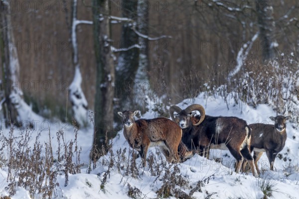 Mouflon rams (Ovis gmelini) and females search for food at the edge of the forest in winter, snow, winter sun, Germany