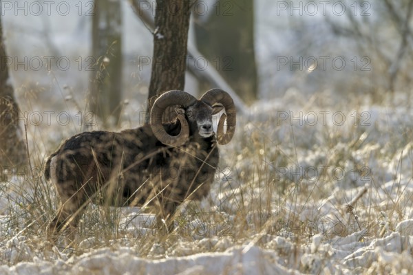 A European mouflon ram (Ovis gmelini) with impressive snails in a snow-covered beech forest, winter, snow, winter sun, Germany