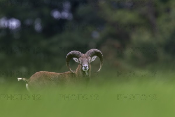 A young mouflon ram (Ovis gmelini) looks curiously over a hill, the raised frond signalling maximum attention, Germany