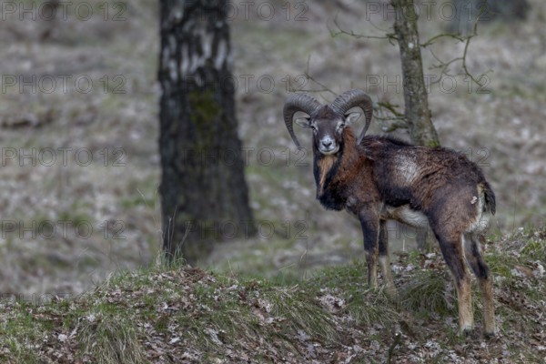 Young mouflon ram (Ovis gmelini) in April with visible metabolic problem, intestinal infection, Germany