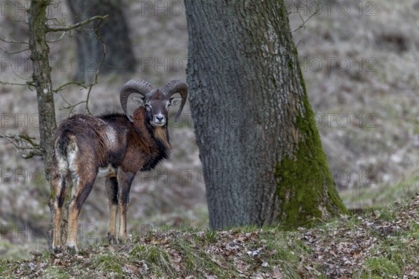 Young mouflon ram (Ovis gmelini) in April with visible digestive problem, intestinal infection, Germany