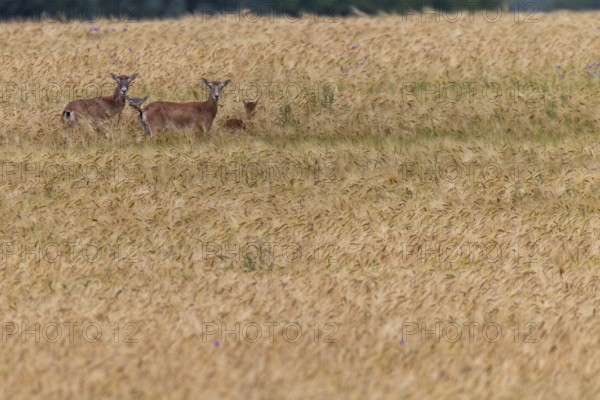 Female mouflon (Ovis gmelini) with her lambs in a barley field, offspring, rearing young, Germany