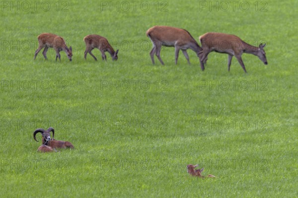 The resting mouflon herd (Ovis gmelini) pays little attention to the red deer (Cervus elaphus) with calves, Encounter, Germany