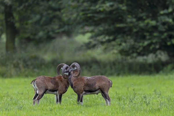 European mouflons (Ovis gmelini) are very social animals that often seek direct contact with conspecifics, as shown here by two young rams, cuddling, social behaviour, Germany