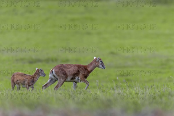 Mouflon (Ovis gmelini) ewe with lamb in a meadow, offspring, rearing young, Germany