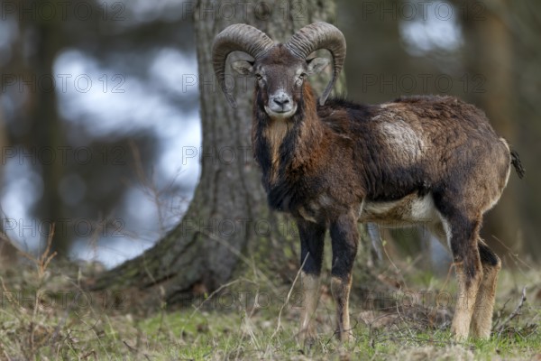 A young mouflon ram (Ovis gmelini) curiously observes the photographer, Germany