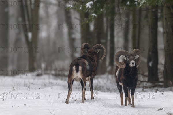 The European mouflon (Ovis gmelini) grows a thick undercoat in winter, which also protects these two rams from the cold, winter, snow, Germany