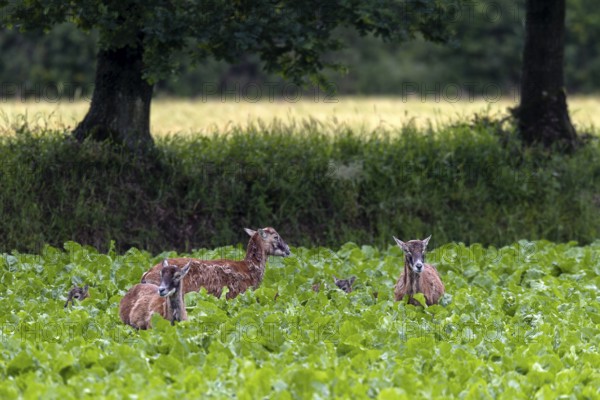 Ewes of the European mouflon (Ovis gmelini) in a beet field, the lambs are barely visible, offspring, rearing young, Germany