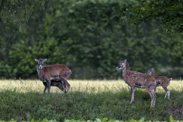 The ewes of the European mouflon (Ovis gmelini) are very vigilant when they have lambs and rarely stay in one place for several days, offspring, rearing young, Germany