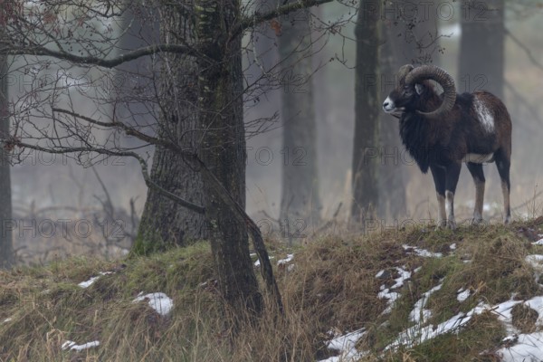 A few minutes ago, this mouflon ram (Ovis gmelini) was still a member of a small group, when it moved on it turned and wandered in the opposite direction, winter, Germany