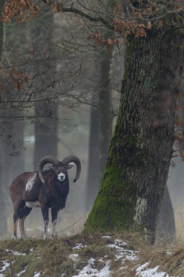 Mouflon ram (Ovis gmelini) next to a beautiful old oak tree, Winter, Germany