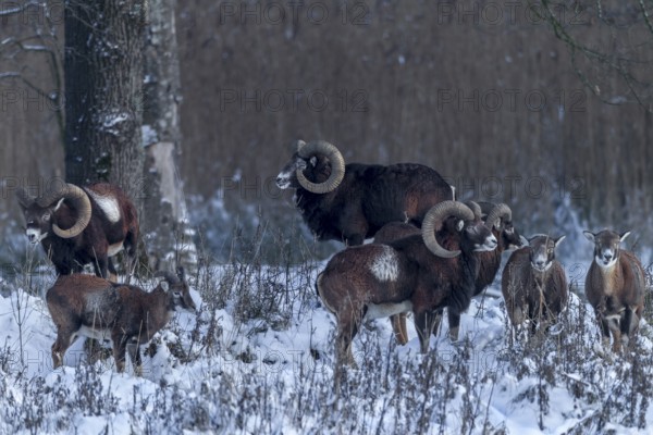 Attempts to sneak up on a herd of European mouflon (Ovis gmelini) almost always fail, as the animals are constantly backing up in all directions, winter, snow, Germany