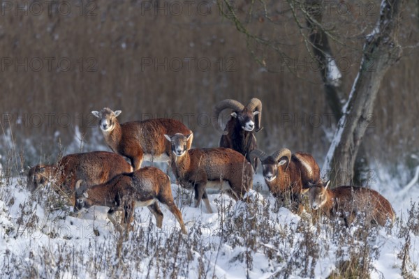 A herd of European mouflon (Ovis gmelini) in the last light of the winter sun, winter, snow, Germany