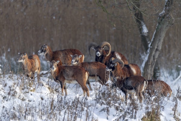 In the light of the evening sun, a pack of European mouflon (Ovis gmelini) searches for food at the edge of the forest, winter, snow, winter sun, Germany
