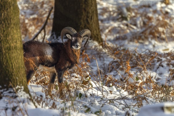 A young mouflon ram (Ovis gmelini) stands in the evening light in a snow-covered oak forest, winter, snow, winter sun, Germany