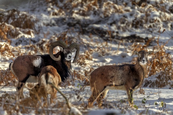 A mouflon ram (Ovis gmelini) with two females in the evening light in a snow-covered oak forest, winter, snow, winter sun, Germany
